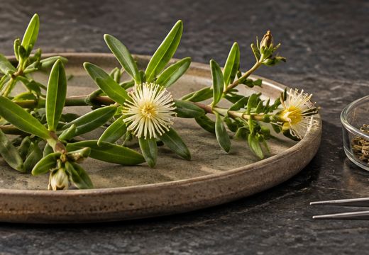 What Are the Potential Benefits of Kanna?