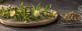 What Are the Potential Benefits of Kanna?